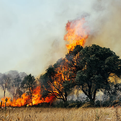 Wildfire in a Forested Area